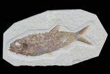 Knightia Fossil Fish - Wyoming #79869-1